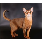 Abyssinian 0