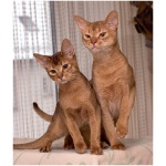 Abyssinian 5