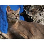 Abyssinian 7