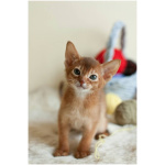 Abyssinian 8