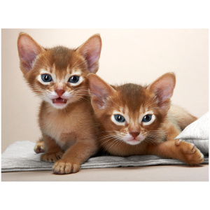 Abyssinian 9