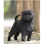 Affenpinscher 3