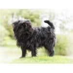 Affenpinscher 6