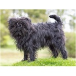 Affenpinscher 7
