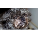 Affenpinscher 8