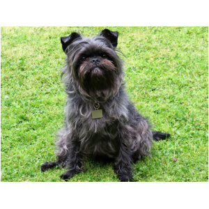 Affenpinscher 9