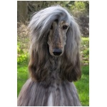 Afghan Hound 8