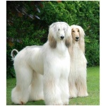 Afghan Hound 9