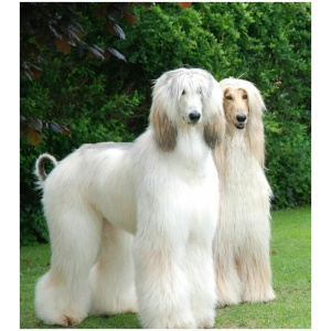 Afghan Hound 9