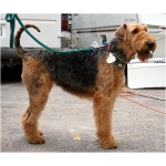 Airedale Terrier 9