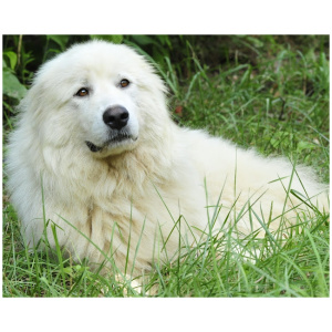 Akbash Dog 9