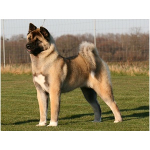 Akita 9