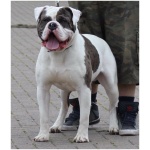 Alapaha Blue Blood Bulldog 0
