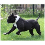 Alapaha Blue Blood Bulldog 1
