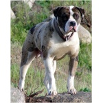 Alapaha Blue Blood Bulldog 3
