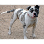 Alapaha Blue Blood Bulldog 4