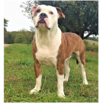 Alapaha Blue Blood Bulldog 5