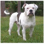 Alapaha Blue Blood Bulldog 6