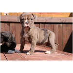 Alapaha Blue Blood Bulldog 7