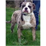 Alapaha Blue Blood Bulldog 8