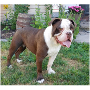 Alapaha Blue Blood Bulldog 9