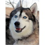 Alaskan Husky 0