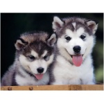 Alaskan Husky 3