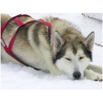 Alaskan Husky 4