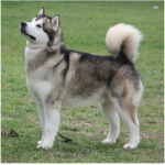 Alaskan Husky 5