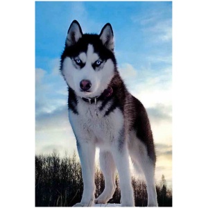 Alaskan Husky 9