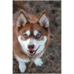 Alaskan Klee Kai 3
