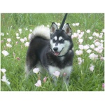 Alaskan Klee Kai 7