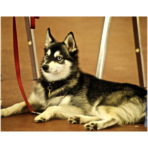 Alaskan Klee Kai 9
