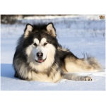 Alaskan Malamute 3