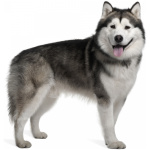 Alaskan Malamute 7