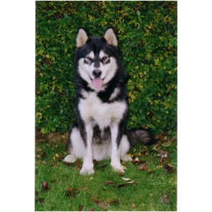 Alaskan Malamute 9
