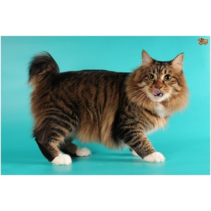 American Bobtail 9