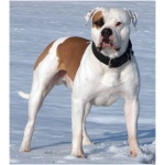 American Bulldog 3
