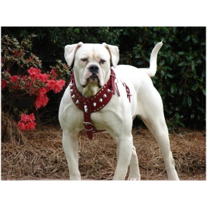 American Bulldog 9