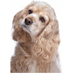 American Cocker Spaniel 5