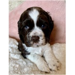 American Cocker Spaniel 6