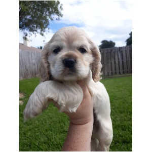 American Cocker Spaniel 9