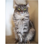 American Curl 0