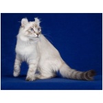 American Curl 3