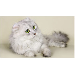American Curl 4