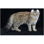 American Curl 5