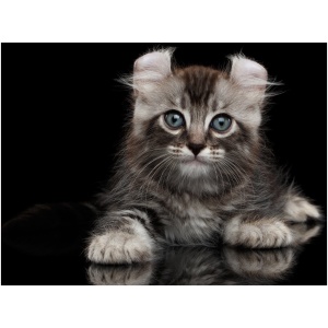 American Curl 9