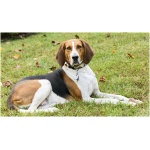 American English Coonhound 0