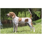 American English Coonhound 5