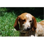 American English Coonhound 9